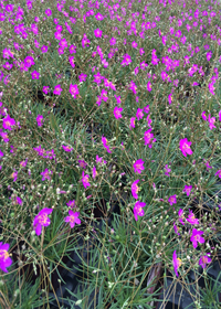 Talinum calycinum